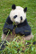 Der große Panda gehört wohl zu den bekanntesten Tieren Chinas. Die zu den Bären gehörende Art ist auch Symbol des WWF.