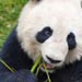 Panda in Chengdu
